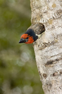 Black-collared Barbet emerging from nest in nesting box made from sisal stem Black-collared Barbet emerging from nest in nesting box made from sisal stem