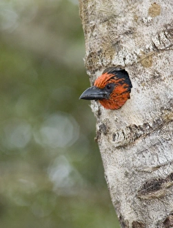 Black-collared Barbet at entrance to nest in nesting box made from sisal stem Black-collared Barbet at entrance to nest in nesting box made from sisal stem