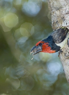 Black-collared Barbet removing debris from nest in nesting box made from sisal stem Black-collared Barbet removing debris from nest in nesting box made from sisal stem