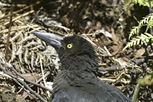 Currawong Collection: Black Currawong - sunbathing - endemic to Tasmania - Leven Canyon - Tasmania - Australia