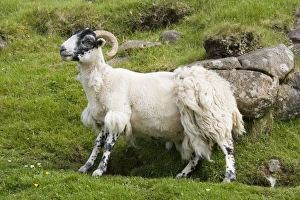 Black-faced sheep rubbing off fleece against rock Black-faced sheep rubbing off fleece against rock