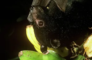 Black Flying Fox - close-up of head Black Flying Fox - close-up of head