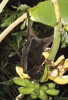 Black Flying Fox / Fruit Bat - Male Black Flying Fox / Fruit Bat - Male