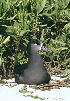 Black-footed albatross - nesting Black-footed albatross - nesting