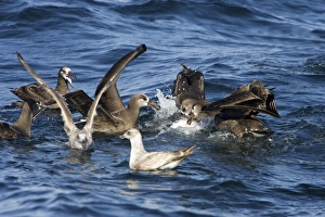 Black-footed albatrosses and juvenile gulls feeding on blubber that has floated to the Black-footed albatrosses and juvenile gulls feeding on blubber that has floated to the