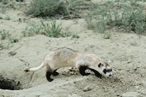 Images Dated 15th March 2009: Black-footed ferret Eastern Montana. MI779