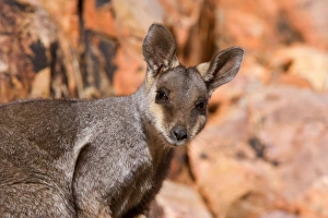 Black-footed Rock-wallaby - portrait of an adult wallaby looking directly in the camera Black-footed Rock-wallaby - portrait of an adult wallaby looking directly in the camera