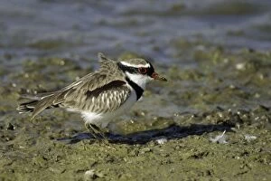 Images Dated 9th July 2003: Black-fronted Dotterel Alice Springs sewage ponds, Nthn Territory, Australia