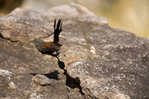 Black Grasswren - bounds from rock to rock disappearing through crevices beneath giant Black Grasswren - bounds from rock to rock disappearing through crevices beneath giant