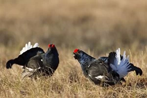 Cocks Gallery: Black Grouse cocks Black Grouse males displaying in spri