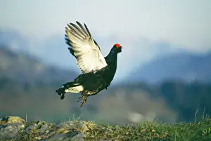 https://www.mediastorehouse.com/t/172/black-grouse-male-displaying-swiss-alps-5258494.jpg.webp