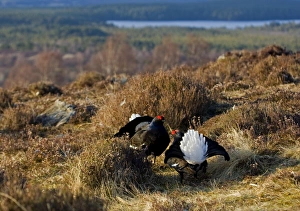 Black Grouse - Males facing up on lek late evening light Black Grouse - Males facing up on lek late evening light