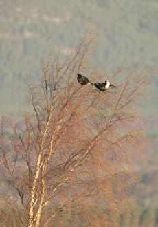Black Grouse - Two males feeding on birch tree buds Black Grouse - Two males feeding on birch tree buds