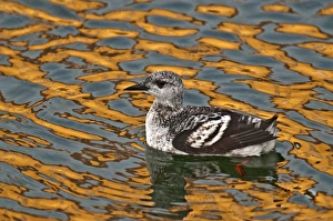 Black Guillemot - first winter bird - swimming in harbour with colourful reflections in water Black Guillemot - first winter bird - swimming in harbour with colourful reflections in water