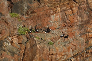 Black Guillemot / Tystie - nesting on rock edge Black Guillemot / Tystie - nesting on rock edge