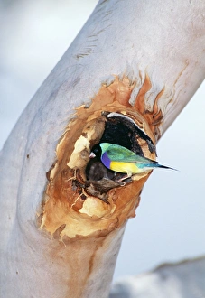 Black-headed Gouldian Finch - at nest entrance in Salmon Gum Tree Black-headed Gouldian Finch - at nest entrance in Salmon Gum Tree