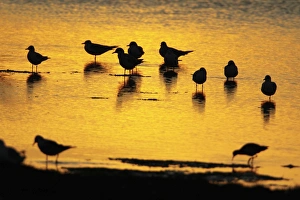 Black-headed Gull - flock resting on shallow lake at sunset Black-headed Gull - flock resting on shallow lake at sunset