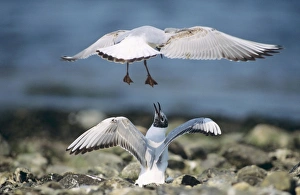 Black-Headed GULL - Two immature birds squabbling Black-Headed GULL - Two immature birds squabbling