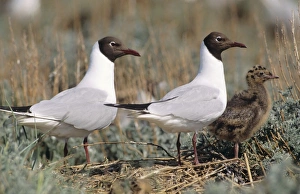 Black-Headed GULL - Pair with chick Black-Headed GULL - Pair with chick