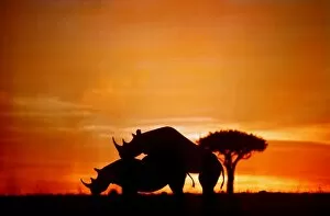 Black Rhinoceros Collection: BLACK / HOOK-LIPPED RHINOCEROS - mating at sunset