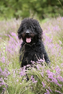Black labradoodle sitting in field Black labradoodle sitting in field