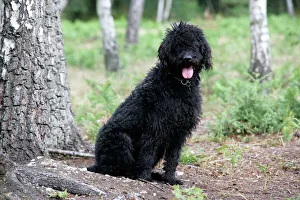 Black labradoodle sitting next to tree Black labradoodle sitting next to tree