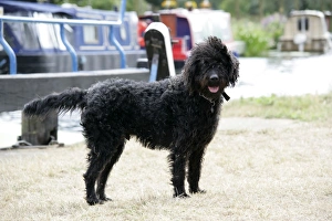 Black labradoodle standing in front of barge Black labradoodle standing in front of barge