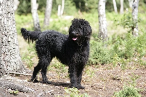 Black labradoodle - in woodland Black labradoodle - in woodland