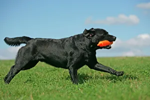 Black Labrador - running with toy in mouth Black Labrador - running with toy in mouth