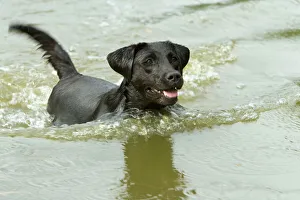 Black Labrador - swimming in water Black Labrador - swimming in water
