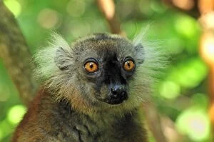 Images Dated 12th January 2008: Black Lemur - female