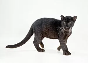 Leopard Collection: Black Leopard / Panther - cub 16 weeks