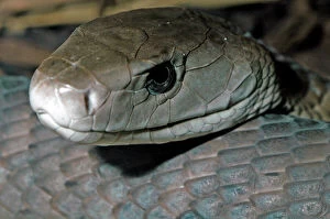 Black mamba snake
