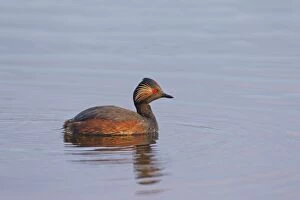 Black-necked Grebe male in breeding plumage on a calm lake