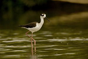 Black-necked Stilt - In water Black-necked Stilt - In water