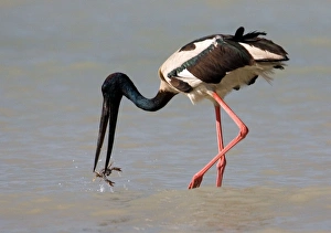 Black-necked Stork / Jabiru - catching a crab Black-necked Stork / Jabiru - catching a crab