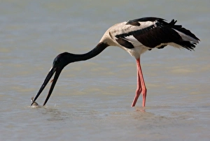Black-necked Stork / Jabiru - catching prey Black-necked Stork / Jabiru - catching prey