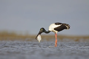 Black-Necked Stork / Jabiru / Korrorook / Monti - female snatching flat fish in shallow Black-Necked Stork / Jabiru / Korrorook / Monti - female snatching flat fish in shallow