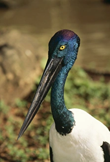 Black-necked Stork - Showing head & neck colours. Also note: Yellow eye of female Black-necked Stork - Showing head & neck colours. Also note: Yellow eye of female