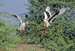 Black-necked Storks - Performing courtship dance Black-necked Storks - Performing courtship dance