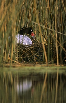 Black-necked Swan female on the nest - Breeding site ( pond with Scirpus vegetation) Black-necked Swan female on the nest - Breeding site ( pond with Scirpus vegetation)