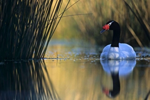 Black-necked Swan male - Breeding site ( pond with Scirpus vegetation) Black-necked Swan male - Breeding site ( pond with Scirpus vegetation)