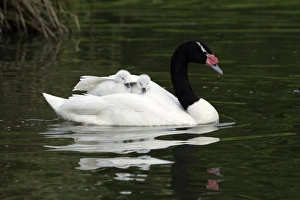 Black-necked Swan - parent bird transporting 2 cygnets on its back Black-necked Swan - parent bird transporting 2 cygnets on its back