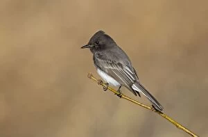Images Dated 8th January 2011: Black Phoebe - January