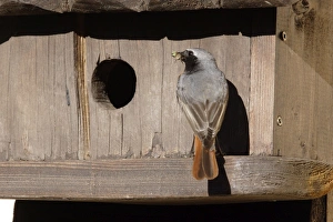 Black Redstart - male with food in mouth - entering nest Black Redstart - male with food in mouth - entering nest