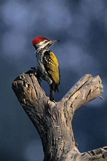 Black-rumped Flameback / Golden backed Woodpecker on a dead tree Black-rumped Flameback / Golden backed Woodpecker on a dead tree