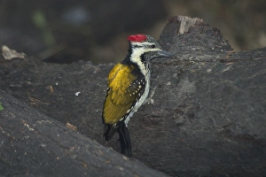 Black-rumped Flameback / Lesser Flame-backed Woodpecker / Lesser Golden-Backed Woodpecker Black-rumped Flameback / Lesser Flame-backed Woodpecker / Lesser Golden-Backed Woodpecker