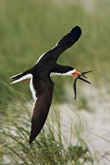 Black Skimmer - in flight with needlefish in Long Island Black Skimmer - in flight with needlefish in Long Island
