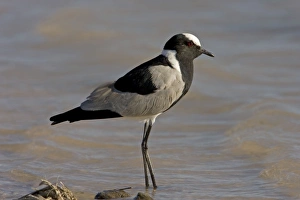 Black Smith / Blacksmith Lapwing (Plover) - Standing in gently lapping water Black Smith / Blacksmith Lapwing (Plover) - Standing in gently lapping water
