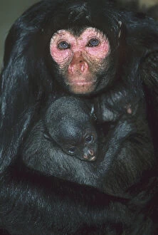 Black Spider Monkey, (A. paniscus paniscus)